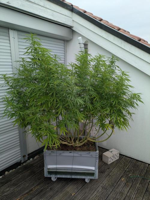 Roof terrace 2026. Week 18