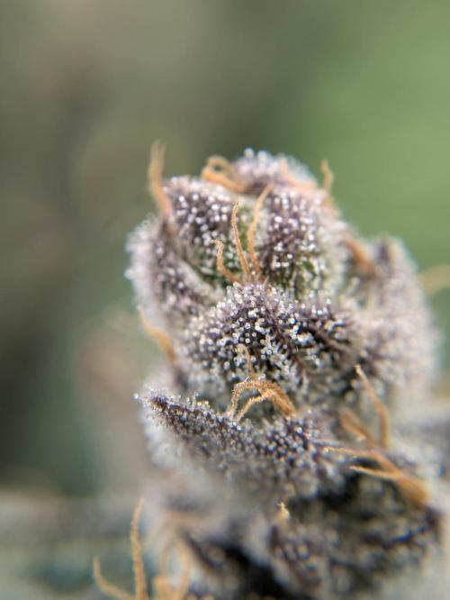 The Tropical Ice Cream One - F026. Week 17