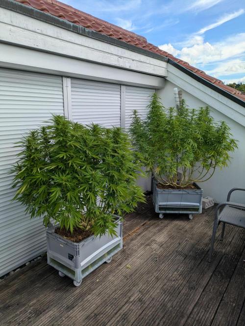 Roof terrace 2026. Week 19