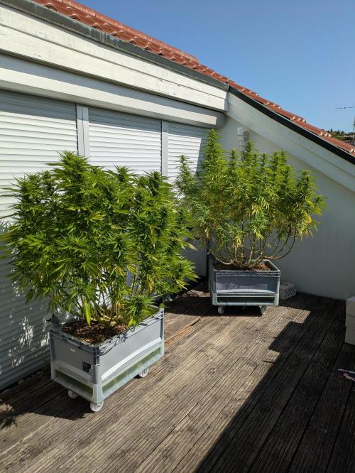 Roof terrace 2026. Week 20