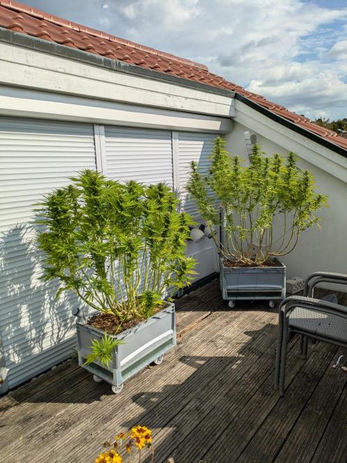 Roof terrace 2026. Week 21