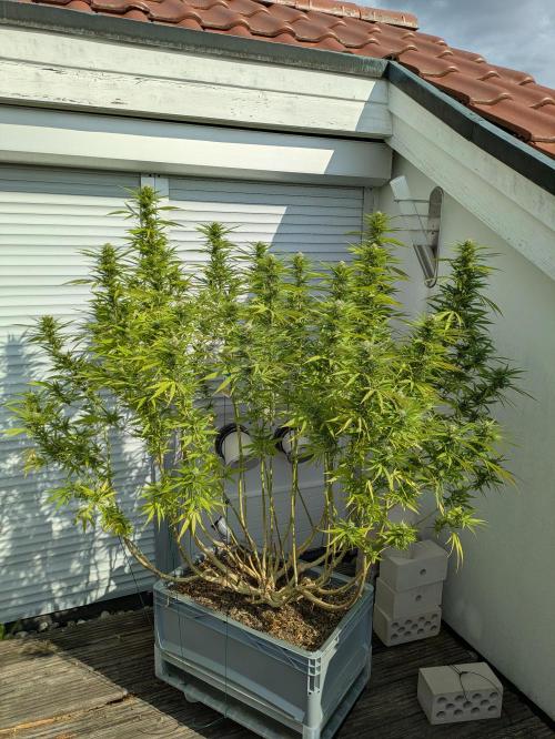 Roof terrace 2026. Week 21