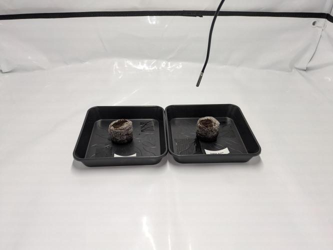 Chempie - 4 weeks Veg. Week 0