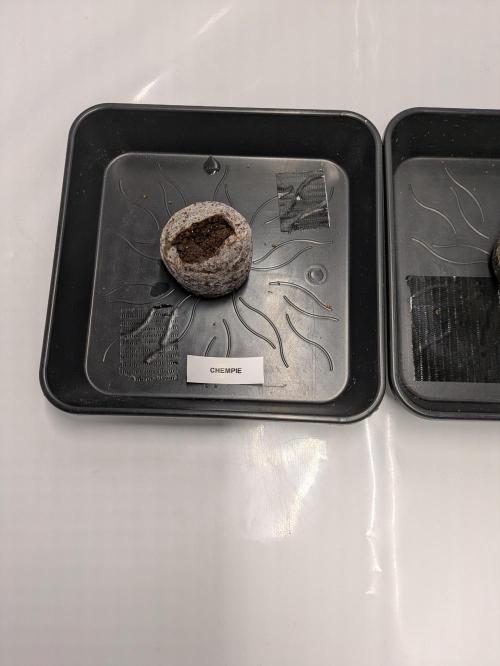 Chempie - 4 weeks Veg. Week 0