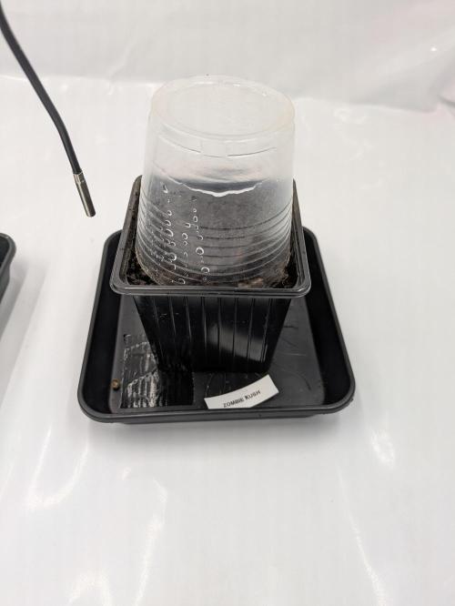 Ambient R80S. Week 0