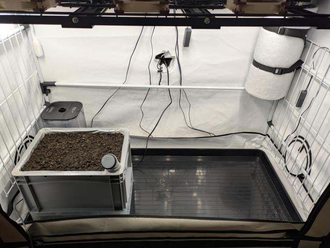 Chempie - 4 weeks Veg. Week 1