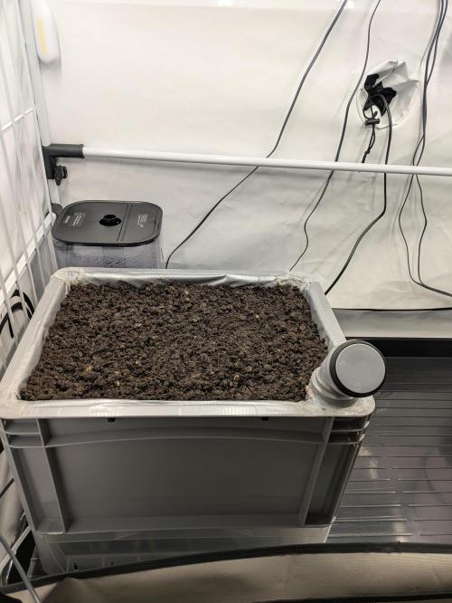 Chempie - 4 weeks Veg. Week 1