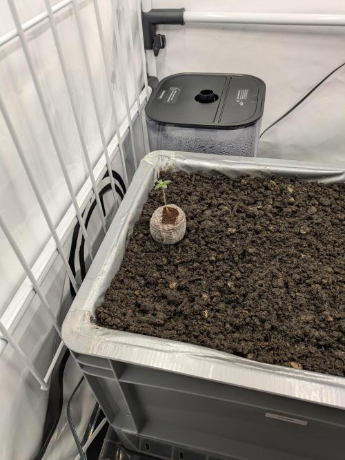 Chempie - 4 weeks Veg. Week 1