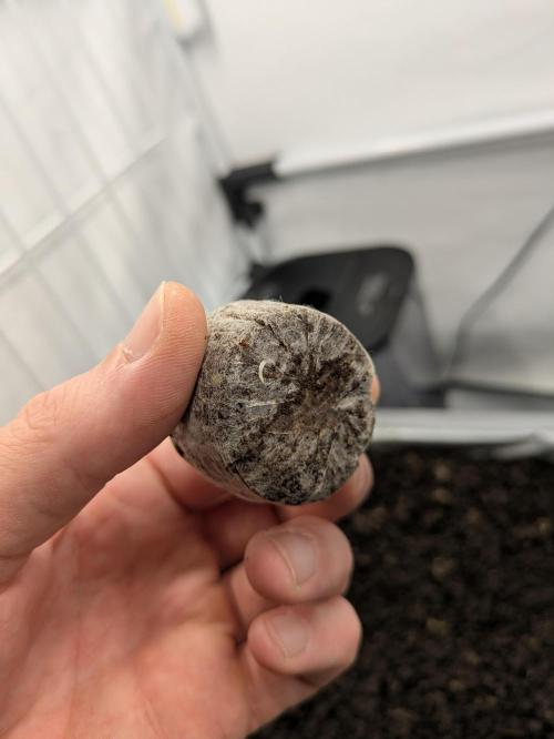 Chempie - 4 weeks Veg. Week 1