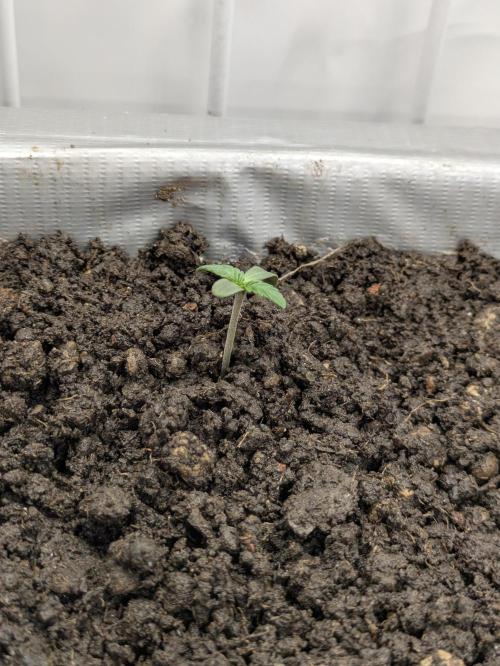 Chempie - 4 weeks Veg. Week 1