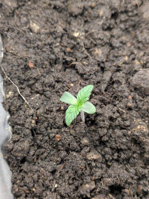 Ambient R80S. Week 1