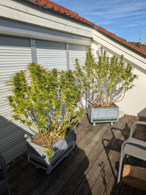 Roof terrace 2026. Week 22