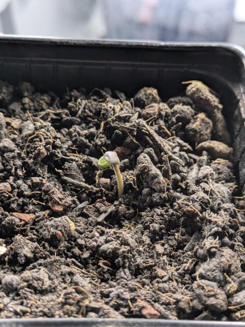 Zombie Kush - 4 weeks Veg. Week 0