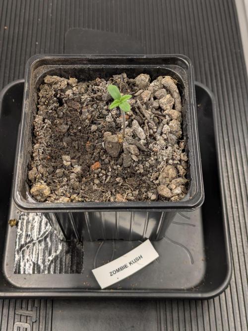 Zombie Kush - 4 weeks Veg. Week 1