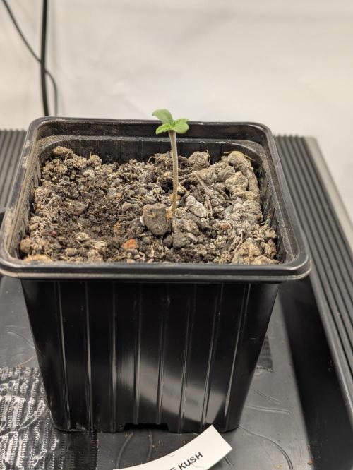 Zombie Kush - 4 weeks Veg. Week 1