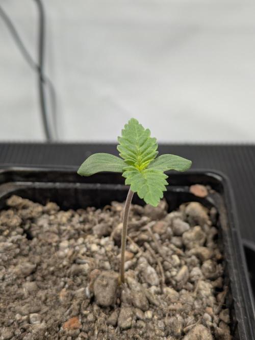 Zombie Kush - 4 weeks Veg. Week 1