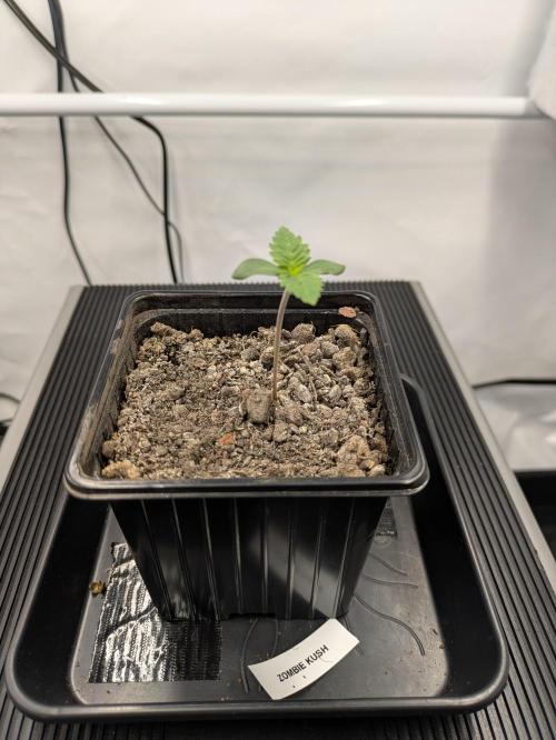 Zombie Kush - 4 weeks Veg. Week 1