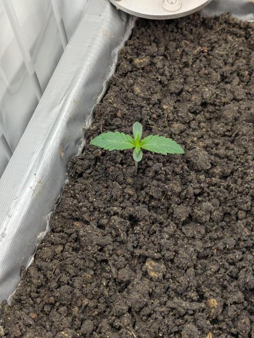 Chempie - 4 weeks Veg. Week 2
