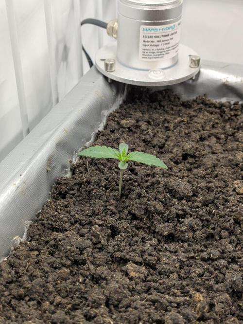 Chempie - 4 weeks Veg. Week 2