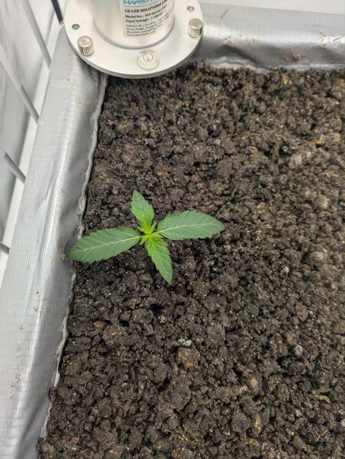 Chempie - 4 weeks Veg. Week 2