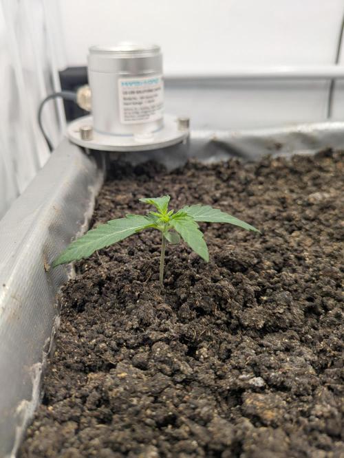 Chempie - 4 weeks Veg. Week 2