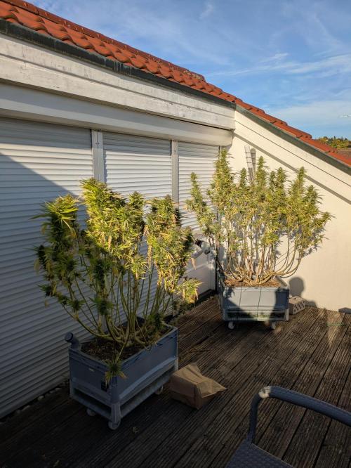 Roof terrace 2026. Week 23