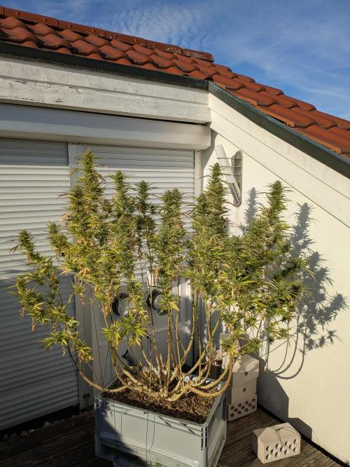 Roof terrace 2026. Week 23