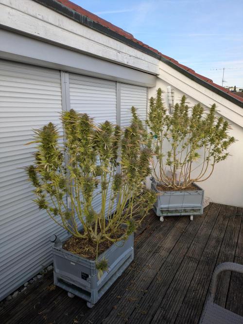 Roof terrace 2026. Week 24
