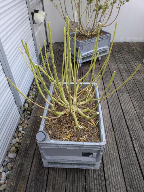 Roof terrace 2026. Week 24