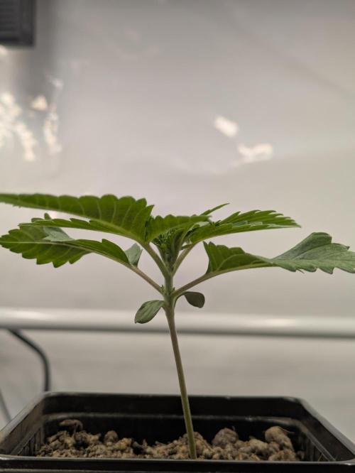Zombie Kush - 4 weeks Veg. Week 2