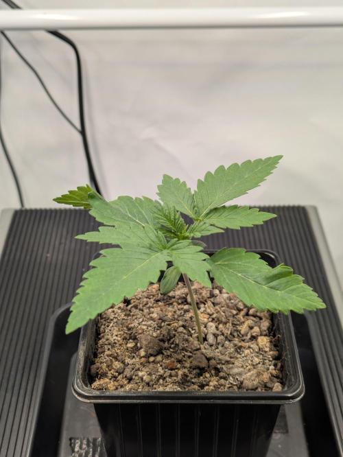 Zombie Kush - 4 weeks Veg. Week 2