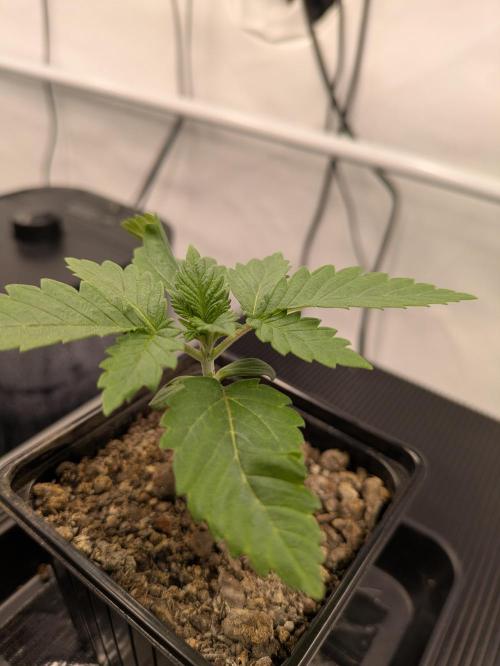 Zombie Kush - 4 weeks Veg. Week 2
