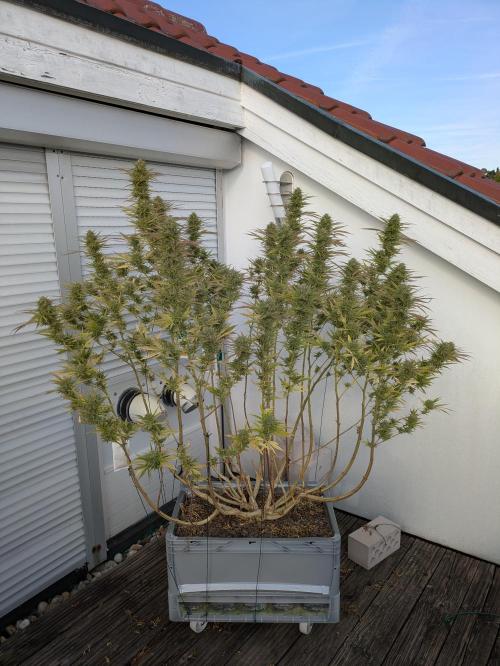 Roof terrace 2026. Week 25