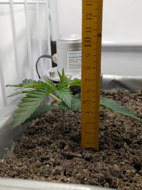Chempie - 4 weeks Veg. Week 3