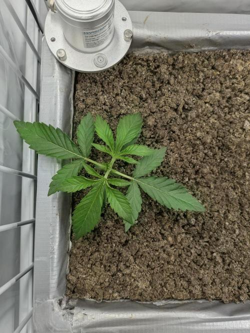 Chempie - 4 weeks Veg. Week 3