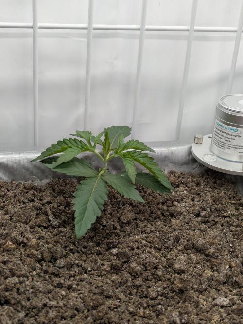 Chempie - 4 weeks Veg. Week 3