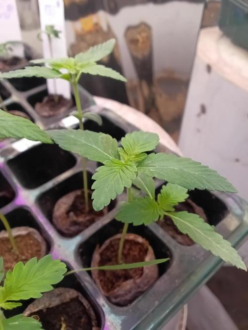 Sorvete arco-íris nº 11. Week 1