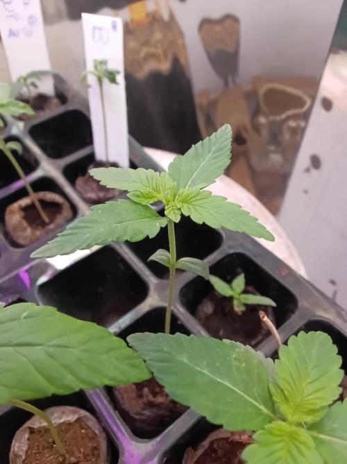 Sorvete arco-íris nº 11. Week 1