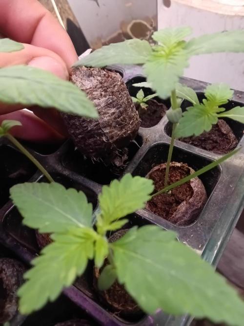 Sorvete arco-íris nº 11. Week 1