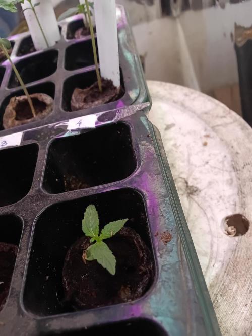 Maçã e banana. Week 1