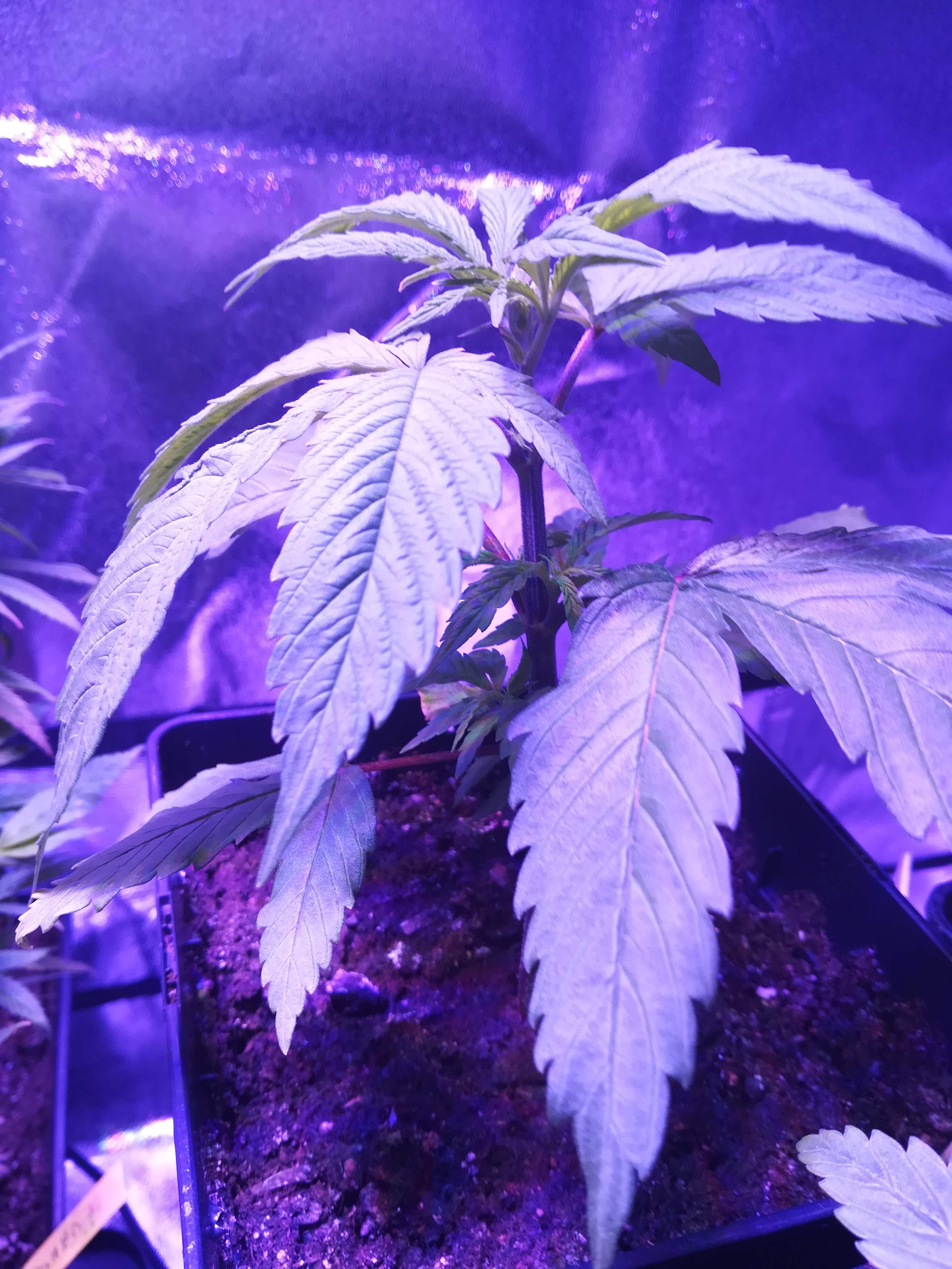 Sweet Seeds Cream Caramel CBD® grow diary (journal) week4 by