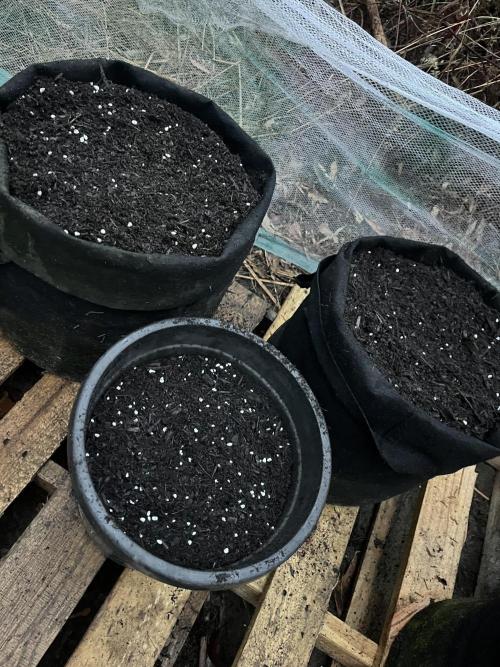 Afghan Kush Photoperiod. Week 1