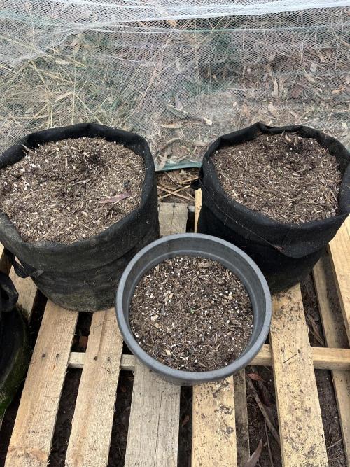 Afghan Kush Photoperiod. Week 1