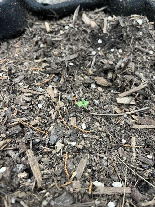 Afghan Kush Photoperiod. Week 1