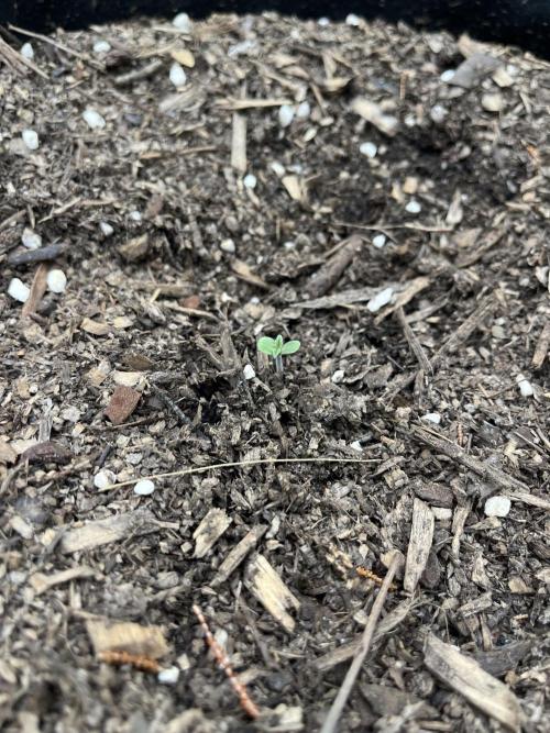 Afghan Kush Photoperiod. Week 1