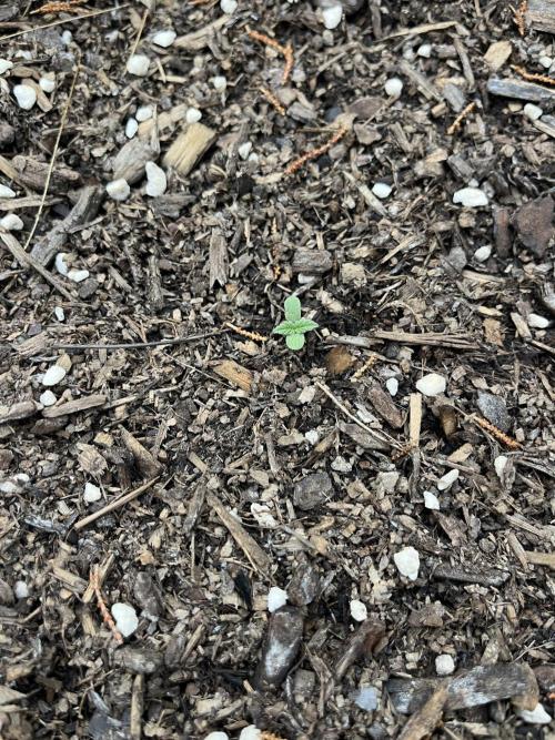 Afghan Kush Photoperiod. Week 1