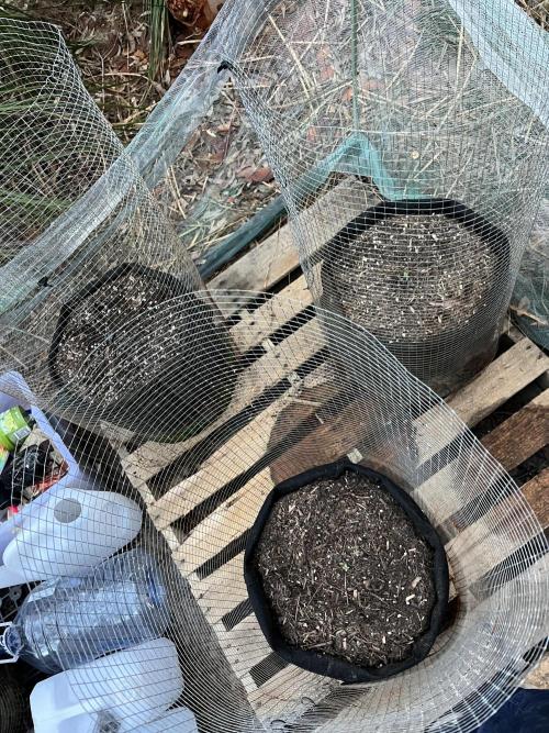 Afghan Kush Photoperiod. Week 1