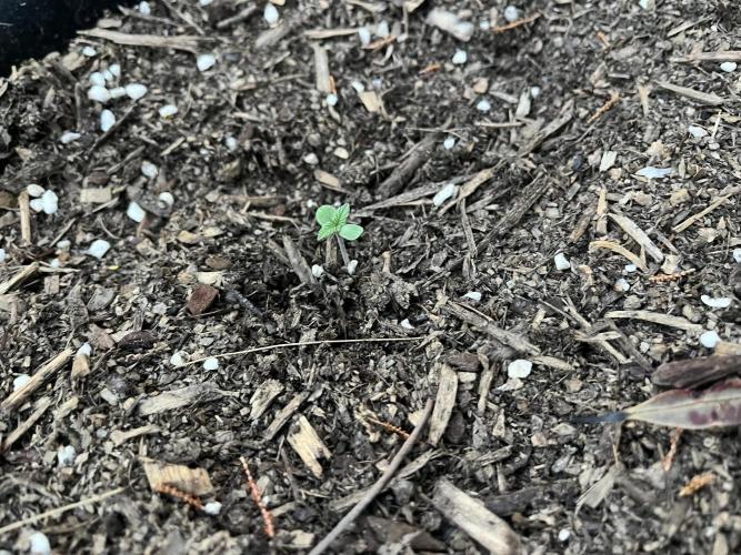 Afghan Kush Photoperiod. Week 1