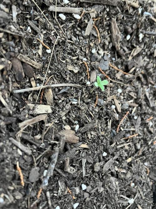 Afghan Kush Photoperiod. Week 1