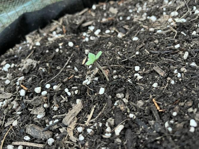Afghan Kush Photoperiod. Week 1